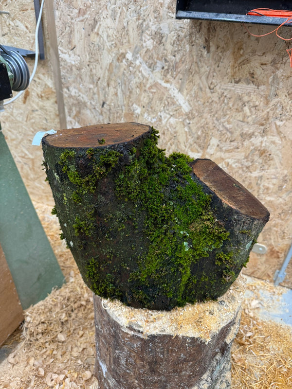 Schale • Wiler Linde, ø 28 cm, Höhe 6 cm