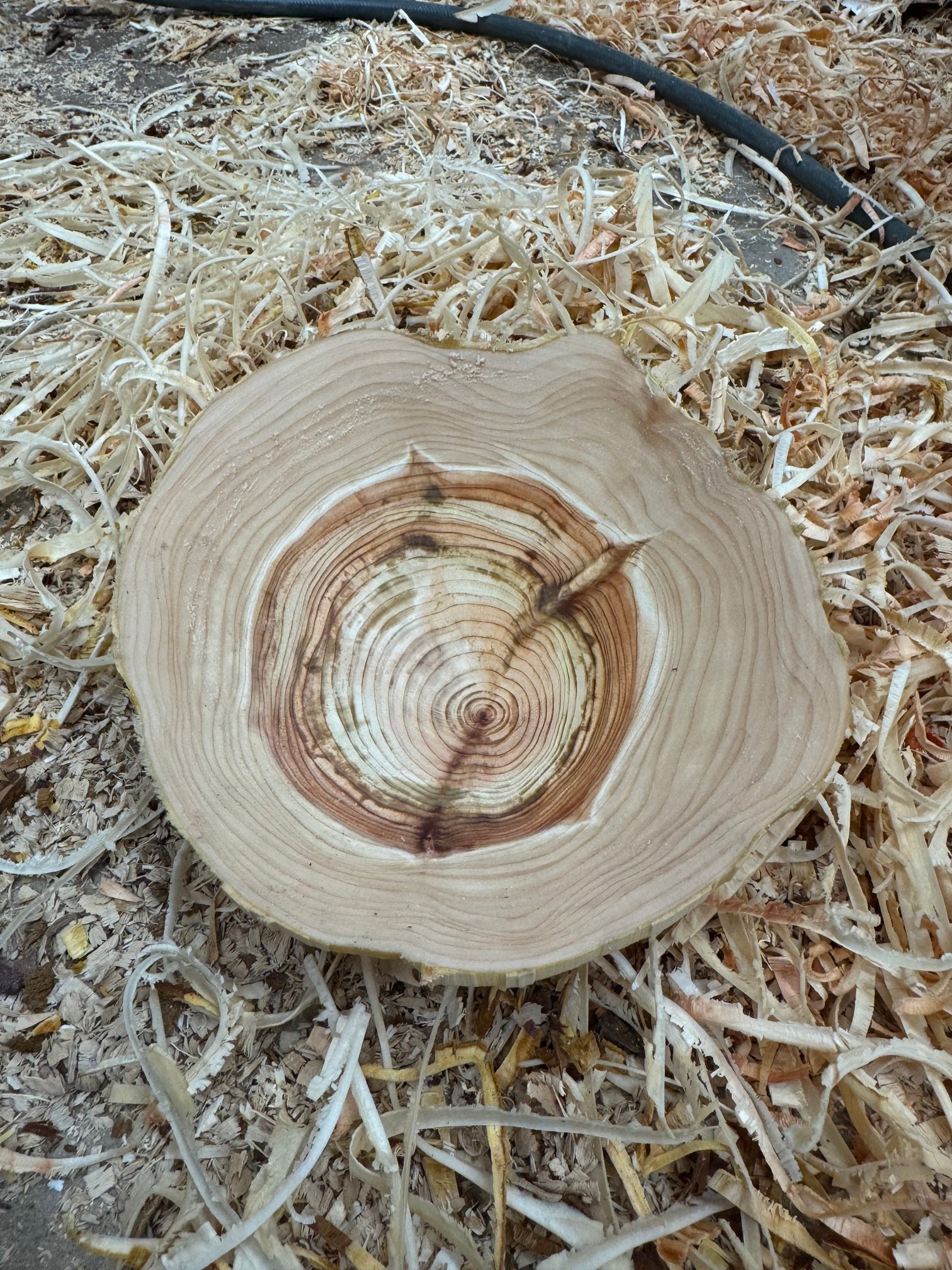 Schale • Zypresse, ø 17,5 cm, Höhe 4,5 cm