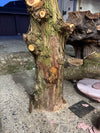 Schale • Zypresse, ø 19 cm, Höhe 5 cm