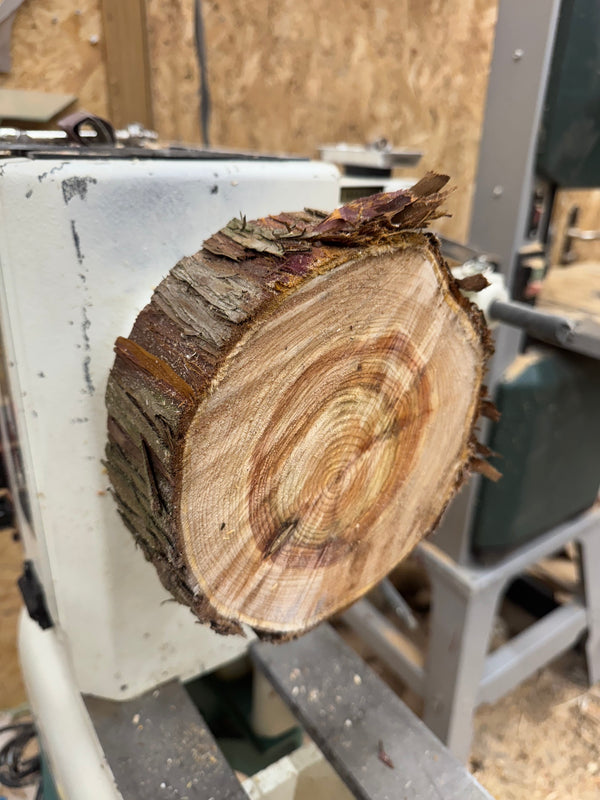 Schale • Zypresse, ø 19 cm, Höhe 5 cm