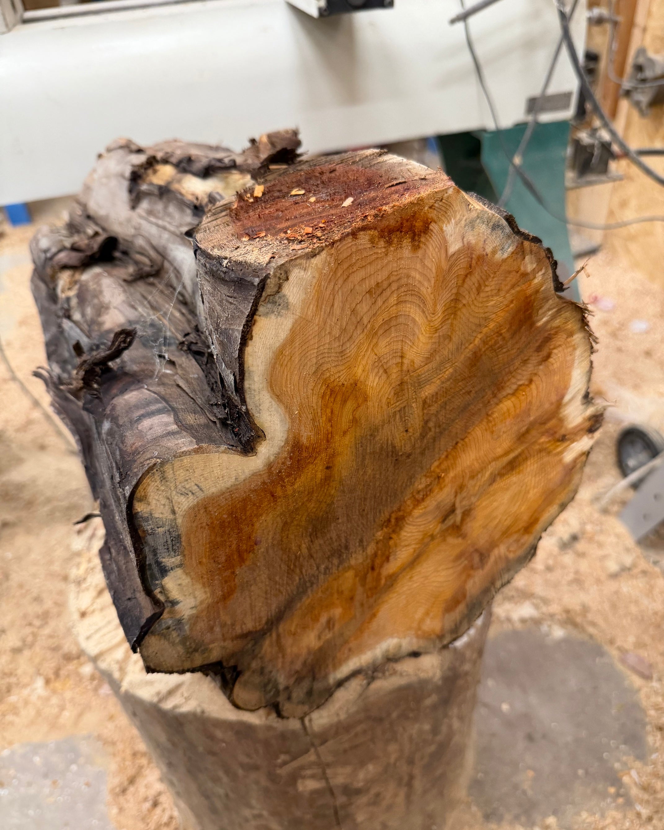 Schale • Eibe, ø 27 cm, Höhe 6 cm