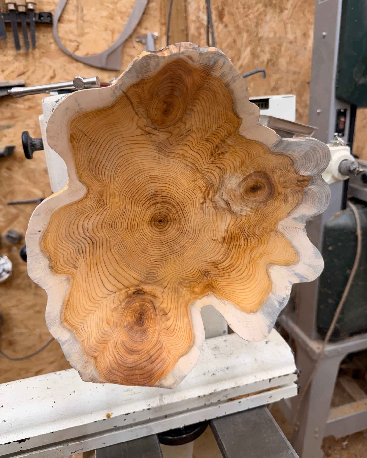 Schale • Eibe, ø 27 cm, Höhe 6 cm