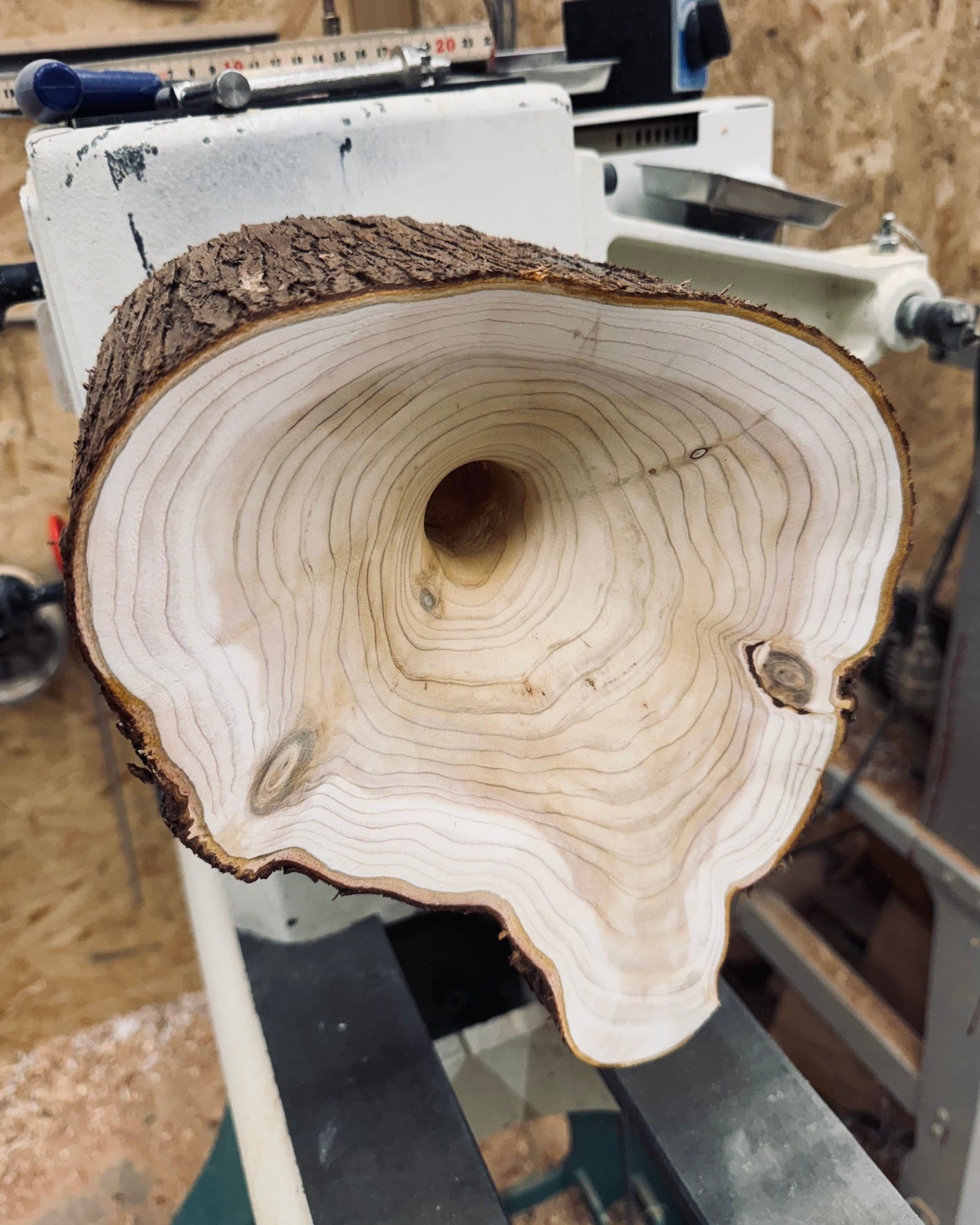 Objekt • Thuja mit Loch, ø 21x24cm