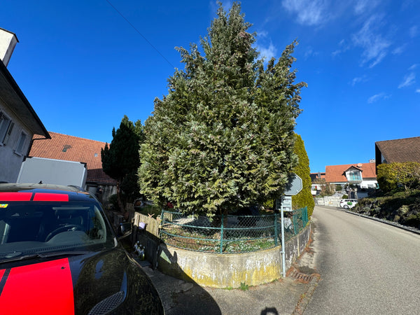 Schale • Lebensbaum, ø 24,5 cm, Höhe 8 cm