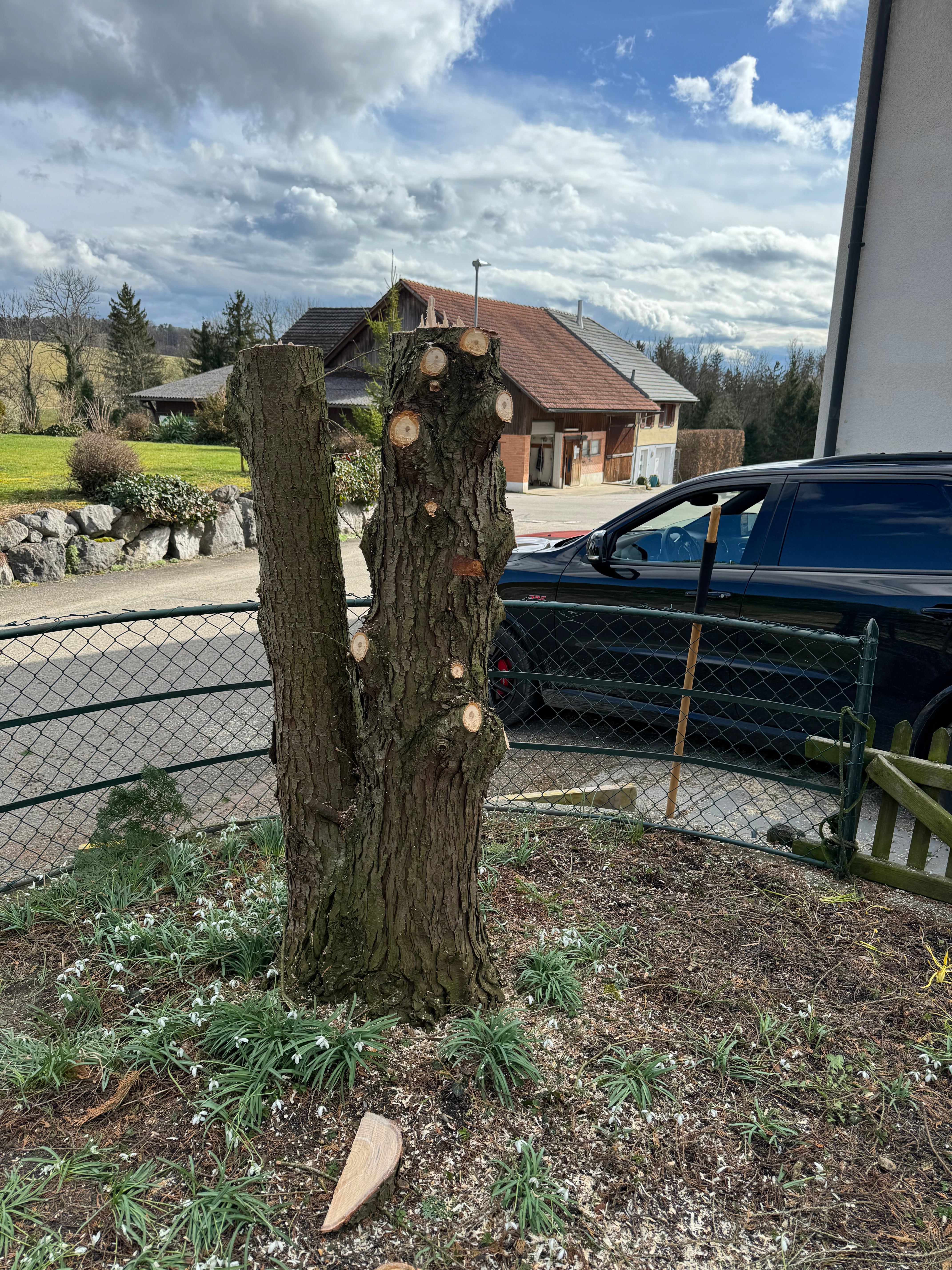 Schale • Lebensbaum, ø 24,5 cm, Höhe 8 cm