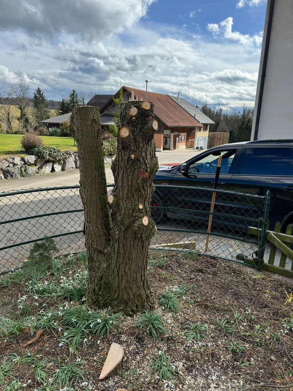 Schale • Lebensbaum, ø 24,5 cm, Höhe 8 cm